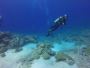 Explore Top 6 Deep Dive Sites on Havelock Island