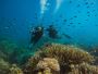 Book Scuba Diving in Havelock - Explore Vibrant Marine Life