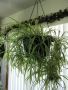 Where Is The Best Place To Keep A Spider Plant? 