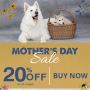 Happy Mother's Day dog mom - Save up to 20% on Pet Supplies
