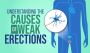 Causes of Weak Erections
