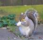 Woodlands Attic Squirrels Removal - Elite Wildlife Services 