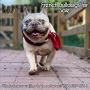 French Bulldogs for Sale | Elite Frenchies