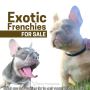 Exotic French Bulldogs for Sale - Elite Frenchies