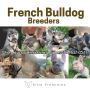 Exotic French Bulldog Breeders Chicago | Elite Frenchies