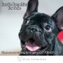 Exotic Frenchies for Sale | Elite Frenchies