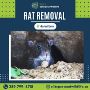 Rat Removal in Hamilton 