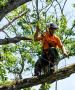 Avail Tree Service Volusia County From Clayton’s Quality 