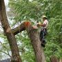 Tree Removal services Winter Park by Clayton's Quality Tree 