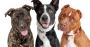Sit Means Sit San Antonio Dog Training - Sit Means Sit