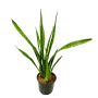 Buy Succulents Plants Online in Delhi/NCR