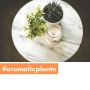 Buy Online Aromatic Plants Near Me