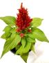 Buy Flowering Plants Online at Lowest Price.