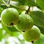 Buy Fruit Plants Online at the Lowest Price