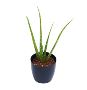 Buy Online Succulent Plants at the lowest price