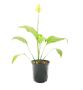 Buy online Indoor Plants at the Lowest Price - Manbhawan Nur
