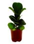 Buy Online Ficus Lyrata Plant at Lowest Price