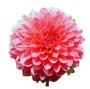 Elevate Your Garden's Beauty with Dahlia Flower Plants!