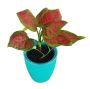Buy Aglaonema Valentine Plant in Vistara Self-Watering Pot- 