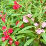 Buy Online Balsam Plant at the Lowest Price - ManBhawan Plan