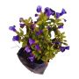 Buy Torenia (Wishbone) Flower Plant Online - ManBhawan Nurse