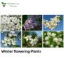Buy online Winter Flowering Plant at the Lowest Price - ManB