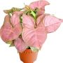 Buy Online Syngonium Pink Plant at Lowet Price - ManBhawan P