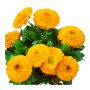 Elevate Your Garden with Exquisite Calendula Flower Plants!