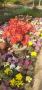 Buy Online Indoor Plants - ManBhawan Nursery