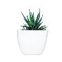 Buy Online Succulent Plant - ManBhawan Nursery