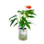 Buy Online Water Plant Anthurium - ManBHawan Nursery