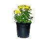 Buy Online Guldavari Flower Plant - ManBhawan Nursery