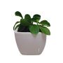 Buy Online Peperomia Green Plant @99 - ManBhawan Nursery