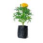 Buy Online Indoor Plants Under 50 Rupees
