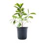 Buy Online Ficus Plants at the Lowest Price