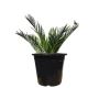Buy online Sago Palm at the Lowest Price