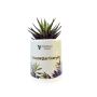 Buy Online Zebra Haworthia Plant at Lowest Price - ManBhawan