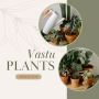 Online Vastu Plant for Home - ManBhawan Nursery
