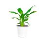 Buy Online Air Purifying Plant at the Lowest Price