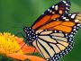 Monarch butterfly release service in California 