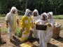 Eco Bee Removal - Live Bee Removal & Honey Bee Relocation Se
