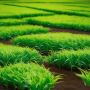 Paras Fertilizer Dealership Apply Online
