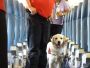 Spirit Airlines Dog Policy | FlyOfinder