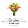 Same-Day Rainbow Snapdragon Delivery in St. Catharine’s Cana