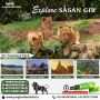 Gir National Park Booking Online | Hurry Up