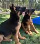 German Shepherd Puppies for Sale in New Jersey