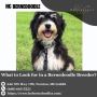  What to Look for in a Bernedoodle Breeder?