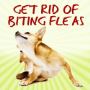 Promotion Tools for Get Rid Of Biting Fleas: