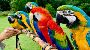 Beautiful lovely cute macaw parrots 