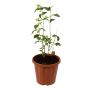 Buy plants online in Indore nursery